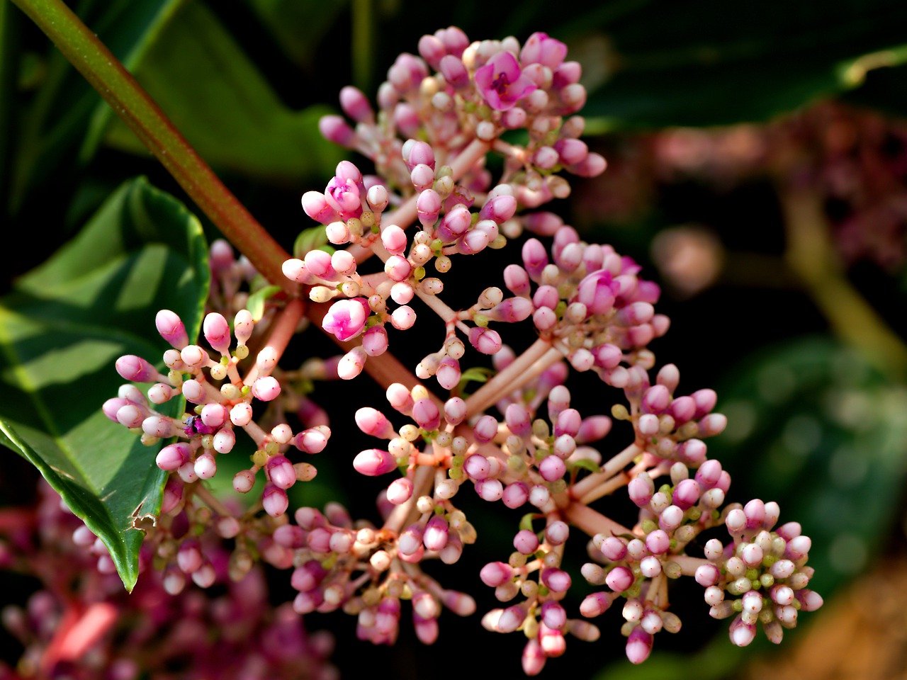 Ayurvedic Herbalism