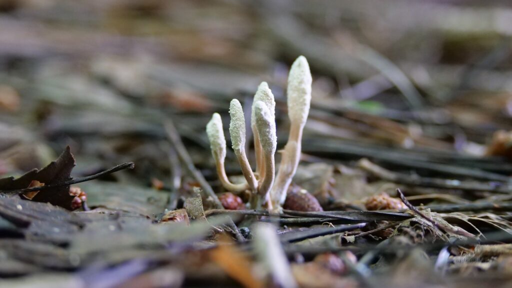 Cordyceps Militaris